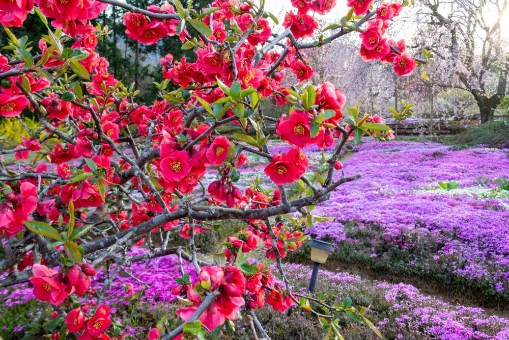 芝桜の里、4月春の花、岐阜県中津川市の観光・撮影スポットの名所