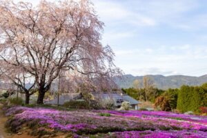芝桜の里、しだれ桜、4月春の花、岐阜県中津川市の観光・撮影スポットの名所