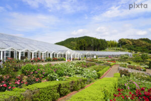 島田市ばらの丘公園、5月春の花、静岡県島田市の観光・撮影スポットの名所