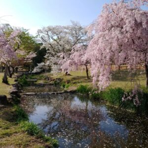 愛知県森林公園、しだれ桜、4月の春の花、愛知県尾張旭市の観光・撮影スポットの名所
