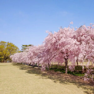 愛知県森林公園、しだれ桜、4月の春の花、愛知県尾張旭市の観光・撮影スポットの名所