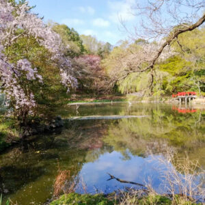 愛知県森林公園、しだれ桜、4月の春の花、愛知県尾張旭市の観光・撮影スポットの名所