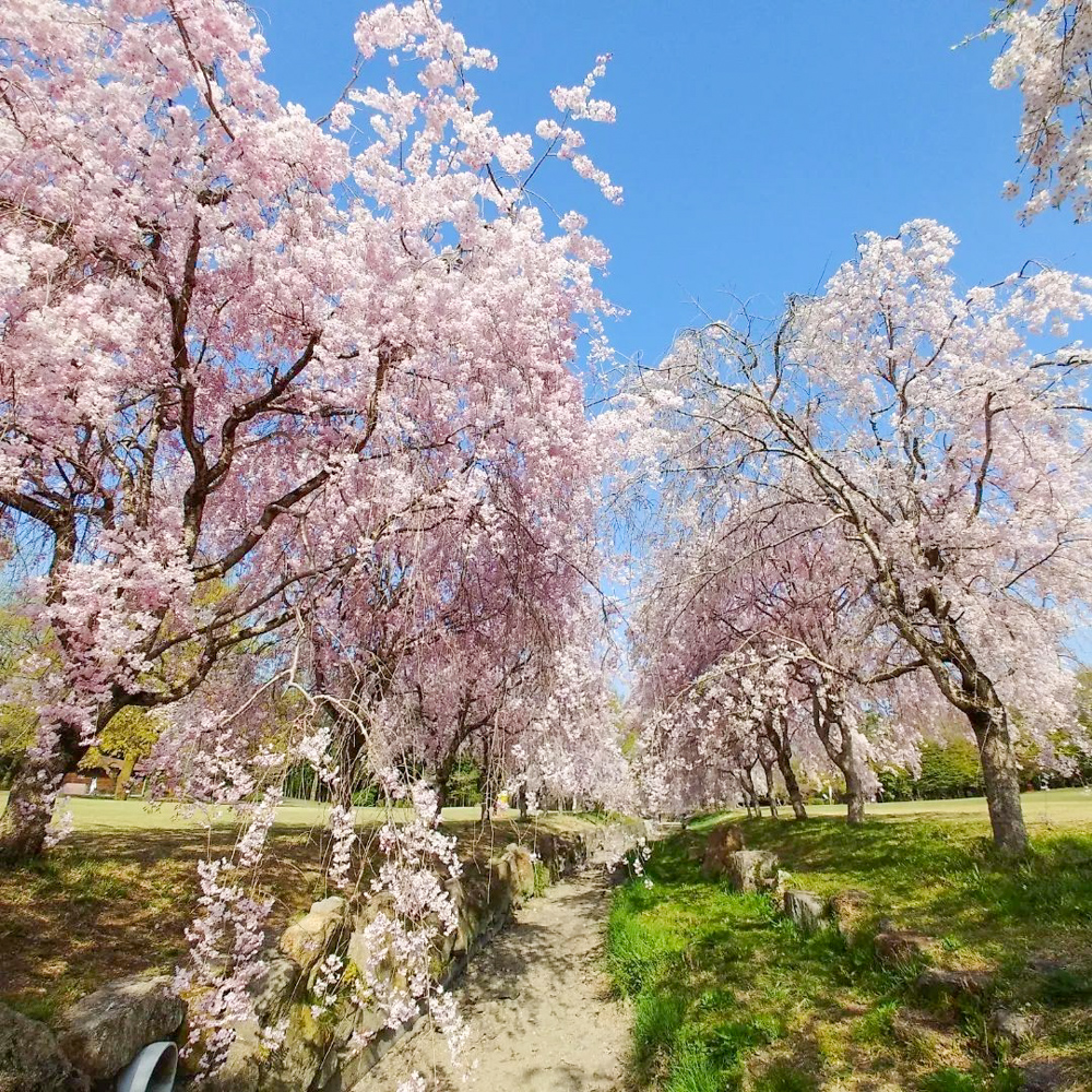 愛知県森林公園、しだれ桜、4月の春の花、愛知県尾張旭市の観光・撮影スポットの名所