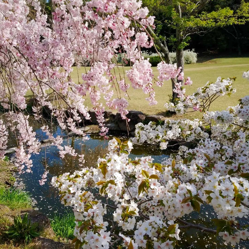 愛知県森林公園、しだれ桜、4月の春の花、愛知県尾張旭市の観光・撮影スポットの名所