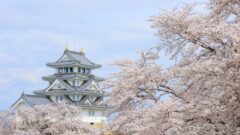 墨俣一夜城、さくら、4月春の花、岐阜県大垣市の観光・撮影スポットの画像と写真