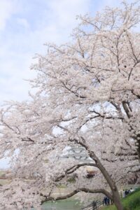 墨俣一夜城、さくら、4月春の花、岐阜県大垣市の観光・撮影スポットの画像と写真