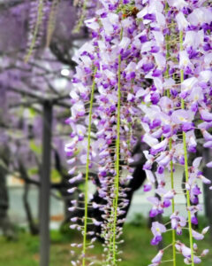 竹鼻別院の藤、５月夏の花、岐阜県羽島市の観光・撮影スポットの画像と写真