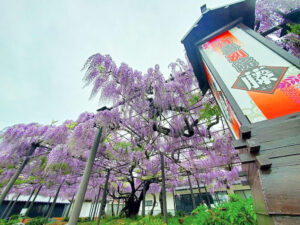 竹鼻別院の藤、５月夏の花、岐阜県羽島市の観光・撮影スポットの画像と写真
