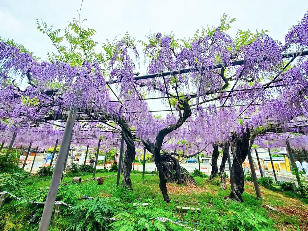 竹鼻別院の藤、５月夏の花、岐阜県羽島市の観光・撮影スポットの画像と写真