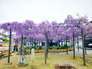 竹鼻別院の藤、５月夏の花、岐阜県羽島市の観光・撮影スポットの画像と写真