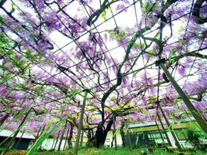 竹鼻別院の藤、５月夏の花、岐阜県羽島市の観光・撮影スポットの画像と写真