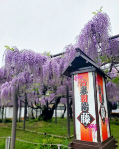 竹鼻別院の藤、５月夏の花、岐阜県羽島市の観光・撮影スポットの画像と写真