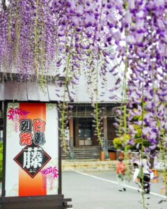 竹鼻別院の藤、５月夏の花、岐阜県羽島市の観光・撮影スポットの画像と写真