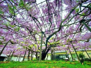 竹鼻別院の藤、５月夏の花、岐阜県羽島市の観光・撮影スポットの画像と写真
