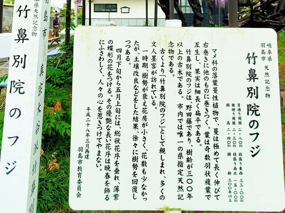 竹鼻別院の藤、５月夏の花、岐阜県羽島市の観光・撮影スポットの画像と写真