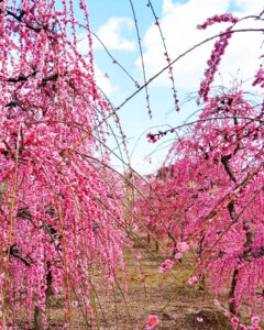 矢合の杜、矢合観音、梅、2月春の花、愛知県稲沢市の観光・撮影スポットの名所