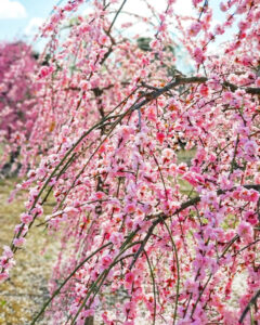 矢合の杜、矢合観音、梅、2月春の花、愛知県稲沢市の観光・撮影スポットの名所