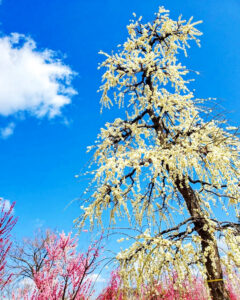 矢合の杜、矢合観音、梅、2月春の花、愛知県稲沢市の観光・撮影スポットの名所