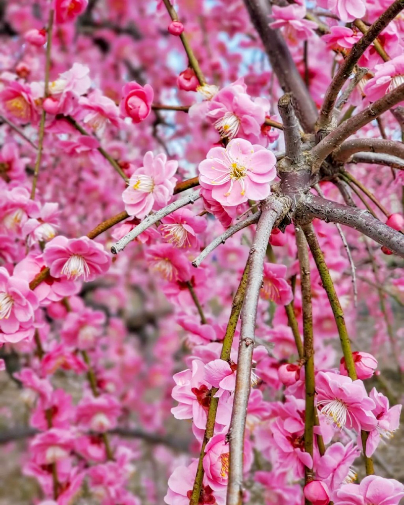 矢合観音、梅、2月春の花、愛知県稲沢市の観光・撮影スポットの名所