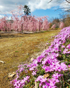 矢合の杜、矢合観音、梅、2月春の花、愛知県稲沢市の観光・撮影スポットの名所