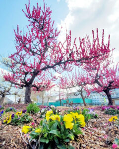 矢合の杜、矢合観音、梅、2月春の花、愛知県稲沢市の観光・撮影スポットの名所