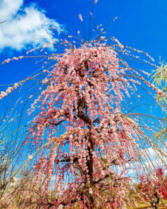 矢合の杜、矢合観音、梅、2月春の花、愛知県稲沢市の観光・撮影スポットの名所