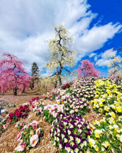 矢合の杜、矢合観音、梅、2月春の花、愛知県稲沢市の観光・撮影スポットの名所