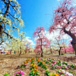 矢合の杜、矢合観音、梅、2月春の花、愛知県稲沢市の観光・撮影スポットの名所