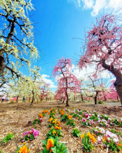 矢合の杜、矢合観音、梅、2月春の花、愛知県稲沢市の観光・撮影スポットの名所