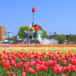 となみチューリップフェア、4月春の花、富山県砺波市の観光・撮影スポットの名所