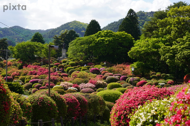 鶴峯公園、つつじ、5月春の花、長野県岡谷市の観光・撮影スポットの名所