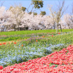 県営馬見丘陵公園、チューリップ、4月春の花、奈良県北葛城郡の観光・撮影スポットの名所