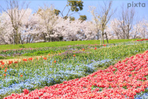 県営馬見丘陵公園、チューリップ、4月春の花、奈良県北葛城郡の観光・撮影スポットの名所