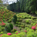 山中城跡公園、つつじ、4月春の花、静岡県三島市の観光・撮影スポットの名所