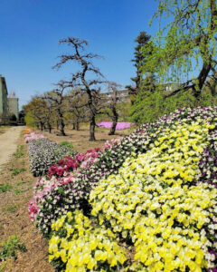 矢合の杜、矢合観音、4月春の花、愛知県稲沢市の観光・撮影スポットの名所