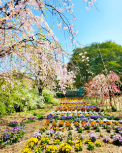 矢合の杜、矢合観音、しだれ桜、4月春の花、愛知県稲沢市の観光・撮影スポットの名所