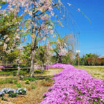 矢合の杜、矢合観音、芝桜、4月春の花、愛知県稲沢市の観光・撮影スポットの名所