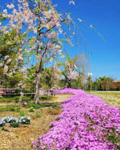 矢合の杜、矢合観音、芝桜、4月春の花、愛知県稲沢市の観光・撮影スポットの名所