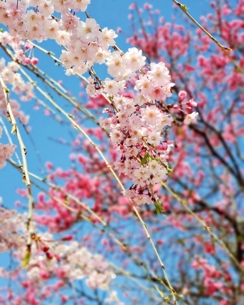 矢合観音、しだれ桜、4月春の花、愛知県稲沢市の観光・撮影スポットの名所