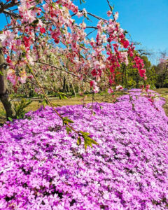 矢合の杜、矢合観音、芝桜、4月春の花、愛知県稲沢市の観光・撮影スポットの名所