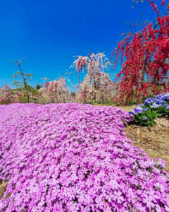 矢合の杜、矢合観音、芝桜、4月春の花、愛知県稲沢市の観光・撮影スポットの名所