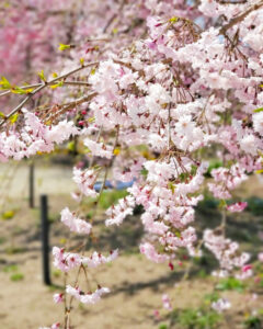 矢合の杜、矢合観音、しだれ桜、4月春の花、愛知県稲沢市の観光・撮影スポットの名所