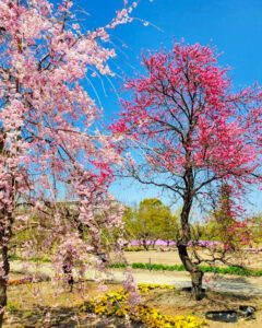矢合の杜、矢合観音、しだれ桜、4月春の花、愛知県稲沢市の観光・撮影スポットの名所
