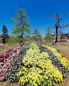 矢合の杜、矢合観音、4月春の花、愛知県稲沢市の観光・撮影スポットの名所