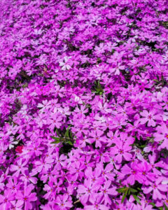 矢合の杜、矢合観音、芝桜、4月春の花、愛知県稲沢市の観光・撮影スポットの名所