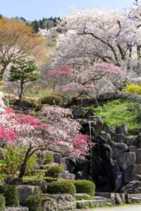善勝寺、花桃、４月の春の花、岐阜県郡上市の観光・撮影スポットの名所