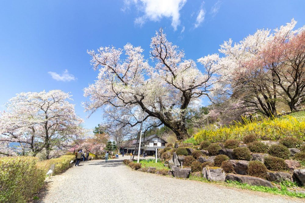 善勝寺、桜、４月の春の花、岐阜県郡上市の観光・撮影スポットの名所
