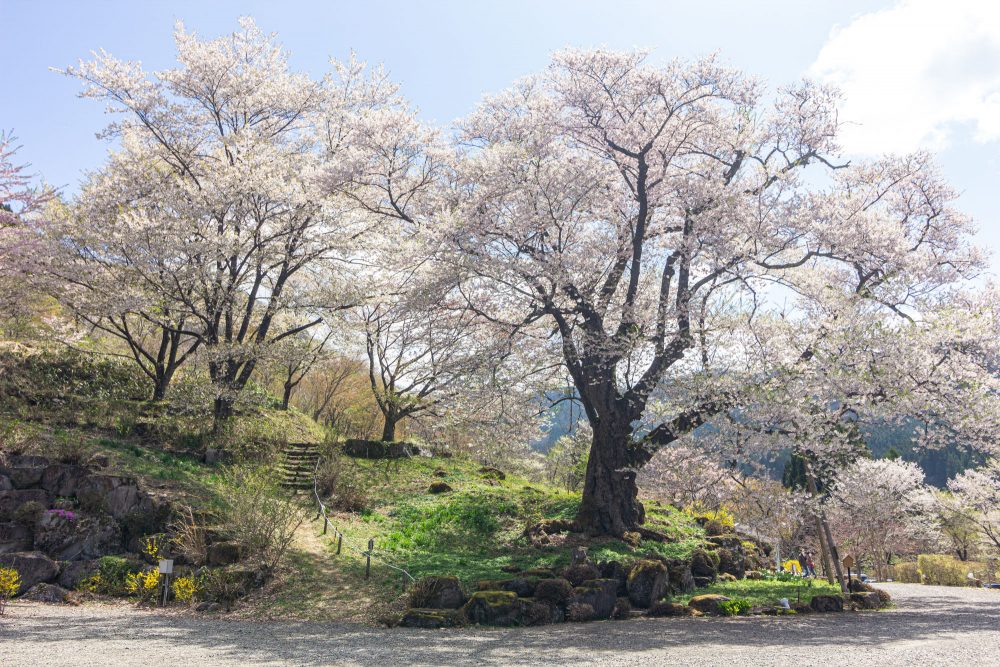 善勝寺、桜、４月の春の花、岐阜県郡上市の観光・撮影スポットの名所