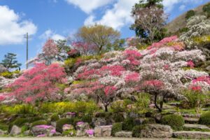 善勝寺、花桃、４月の春の花、岐阜県郡上市の観光・撮影スポットの名所