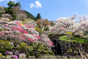 善勝寺、花桃、４月の春の花、岐阜県郡上市の観光・撮影スポットの名所